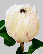 Protea King 27" White