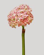 Allium 27.5" Pink/Cream