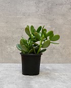 Succulent - Jade 