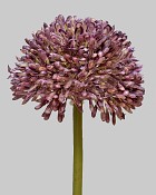 Allium 17.5" Purple