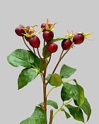 Rose Hip 18" Red