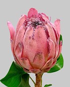 Protea King 27" Mauve