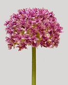 Allium Mount Everest 28" Mauve