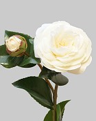 Camellia 24" White