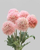 Globe Thistle Bundle 15.25" Pink