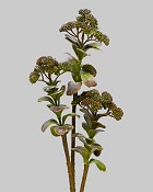 Kalanchoe Spray 26" Brown/Green