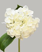 Hydrangea 18" (4" Bloom) White
