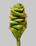 Ginger Cone 24" Green