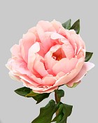 Peony 20.5" Salmon