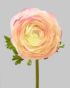 Ranunculus 22" Pink/White
