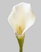 Calla Lily 19.5" White