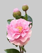 Camellia 28.5" Pink