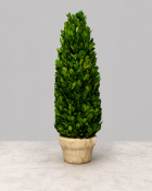 Boxwood Cone Topiary with Pot 17"H 