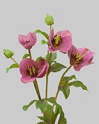 Hellebores 25" Mauve/Burgundy