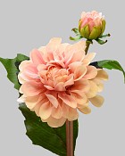 Dahlia 19.5" Light Mauve