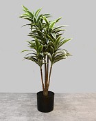 Dracaena Plant 34"H