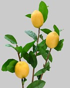 Lemon Stem 39" Yellow
