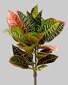 Croton Leaf 22" Green/Burgundy