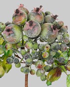 Rose Hip 12" Green