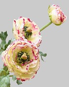Ranunculus 18.5" White/Burgundy