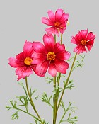 Cosmos Spray 29" Red/Pink