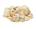 Seashells/Starfish - Assorted Mix