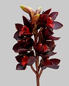 Cymbidium Orchid 19" Burgundy 