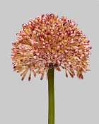 Allium 17.5" Lavender