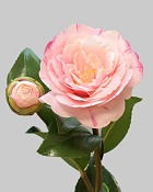 Camellia 24" Light Pink