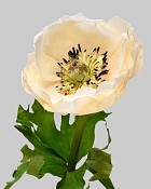 Anemone 17.5" Cream