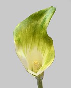 Calla Lily 20.5" Green