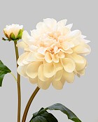 Dahlia 25" Blush
