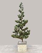 Santa's Christmas Tree