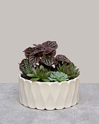 Succulent Harmony Garden