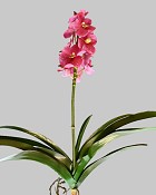 Vanda Orchid 24" Pink