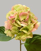 Hydrangea 25" Green/Pink