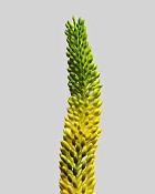 Foxtail Lily 33" Yellow/Green