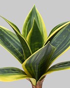 Mini Sanseveria 9" Green/Yellow