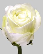 Rose Dutchess Bud 8" White