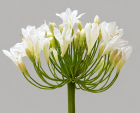 Agapanthus 35" White