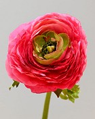Ranunculus 22" Pink