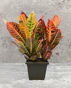 Croton