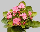 Mini Kalanchoe Plant 9" Pink