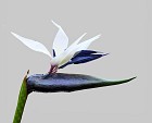 Bird of Paradise 33.5" Blue/Cream