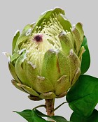 Protea King 27" Green