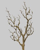 Twig Spray 26.5" Brown