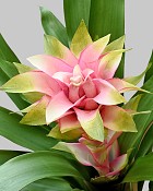 Scarlet Star Bromeliad 22" Pink/Green