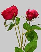 Rose Spray 24" Red
