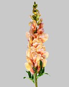 Snapdragon 30" Yellow/Purple