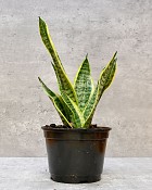 Sansevieria Laurentii